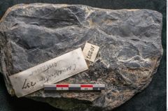 Foto (Detailansicht) von Casuarinites cretaceus Ettingshausen (NHMW-GEO-2024-0188-10237)